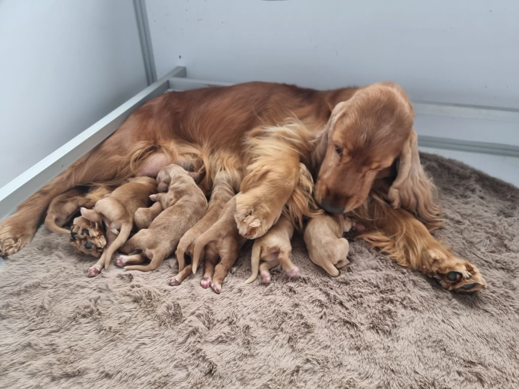 chiot Cocker Spaniel Anglais Cosy Time